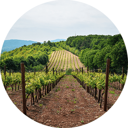 vineyard fields